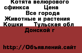 Котята велюрового сфинкса. .. › Цена ­ 15 000 - Все города Животные и растения » Кошки   . Тульская обл.,Донской г.